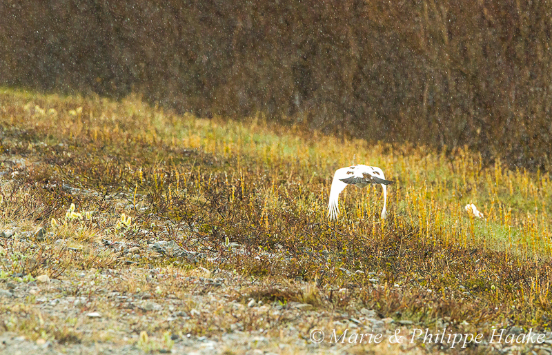 Lagopede des saules 2654.jpg - Lagopède des saules, Lagopus lagopus (Sennalandet, Norvège, juin 2012)